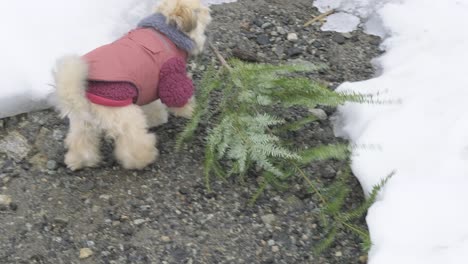 cute puppy dog in red decides to bring home her own christmas tree this year