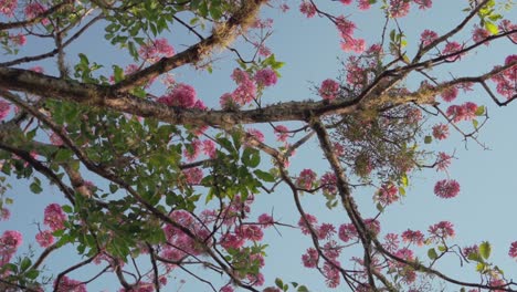 blooming tree of rose lapacho or tajy