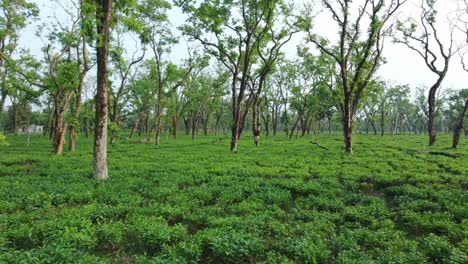 Ariel-O-Vista-De-Drones-Una-Especie-De-Jardín-De-Té-Assam