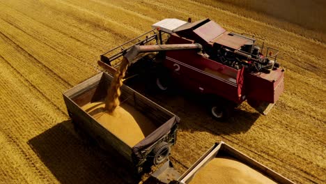 combine harvester loading wheat