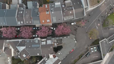 Drone---Toma-Aérea-Superior-De-La-Flor-De-Cerezo-En-La-Ciudad-Bonn-Kirschbluete-In-Der-Heerstraße-Breitestraße-Bonn-Turismo-25p