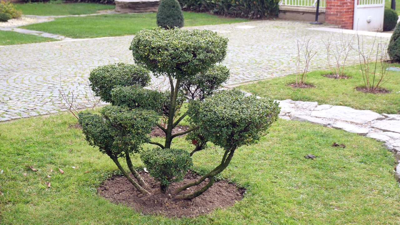 Ornamental Topiary Plant in a Green Garden Setting