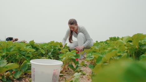 Trabajador-Agrícola-Arrancando-Fresas-En-Una-Granja-Con-Un-Recipiente-De-Plástico-Blanco-Delante