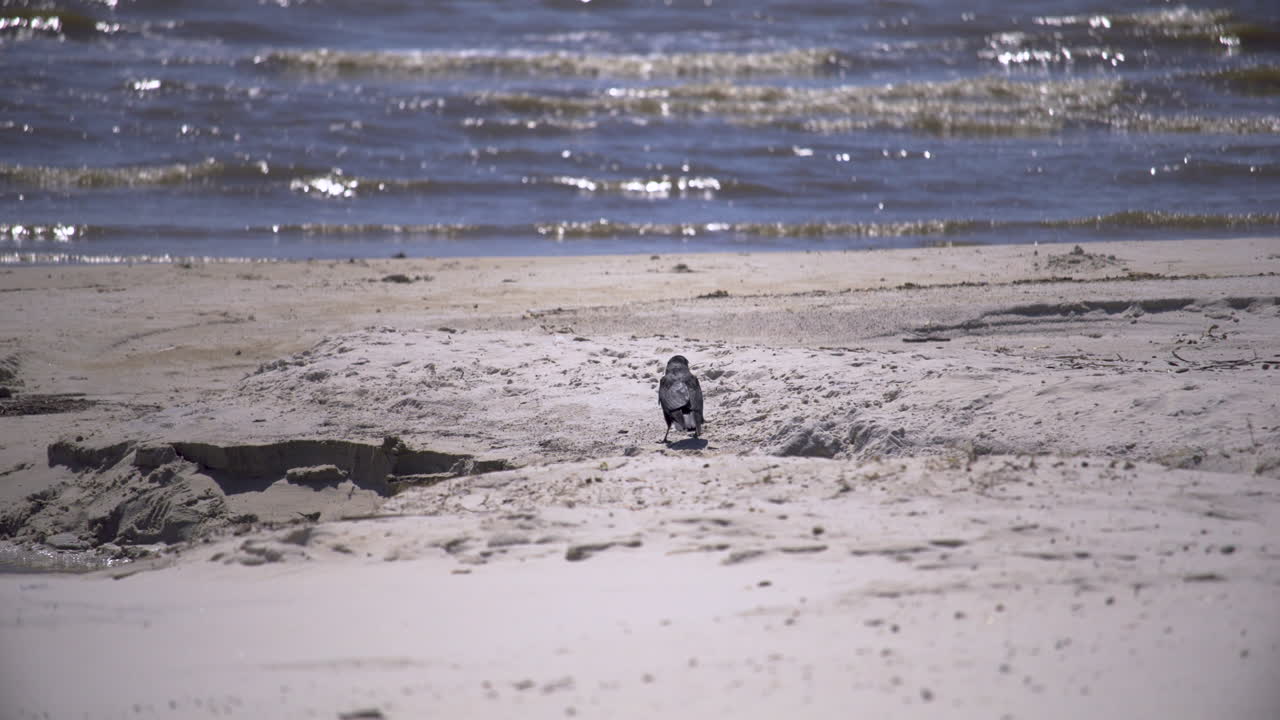 조롱하는 새가 하얀 모래 해변에 서서 슬로우 모션으로 날아가기 전에