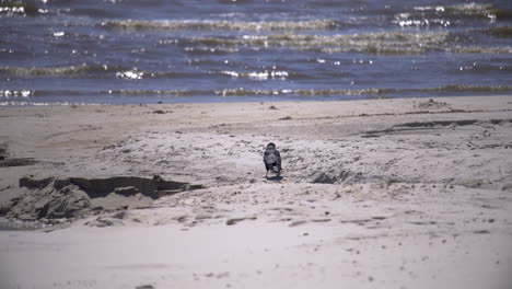 A-mocking-bird-stands-on-a-white-sand-beach-before-flying-away-in-slow-motion