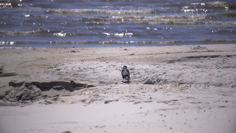 a mocking bird stands on a white sand beach before flying away in slow motion