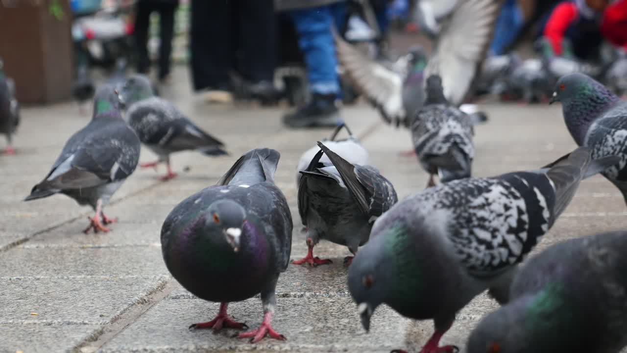거리에서 비둘기