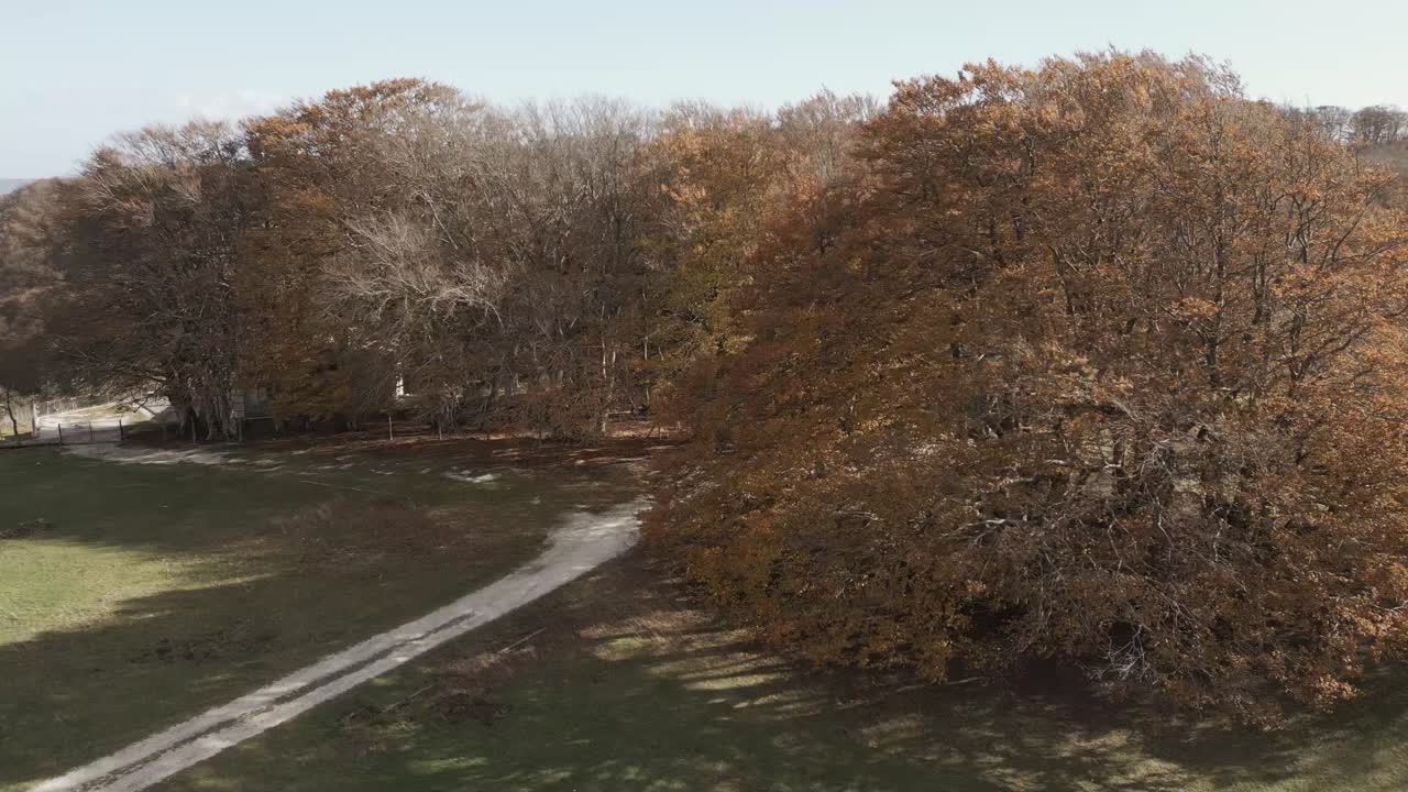 En droneoptagelse over den smukke bøgeskov i Canfaito med efterårsfarver