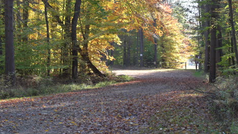 The-beauty-of-the-colored-leaves-falling-in-the-autumn-season-on-a-sunny-day