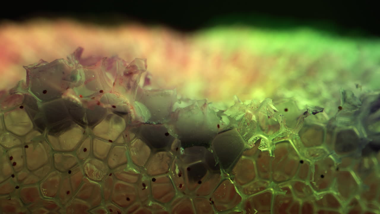 Close-up view of a cellular structure