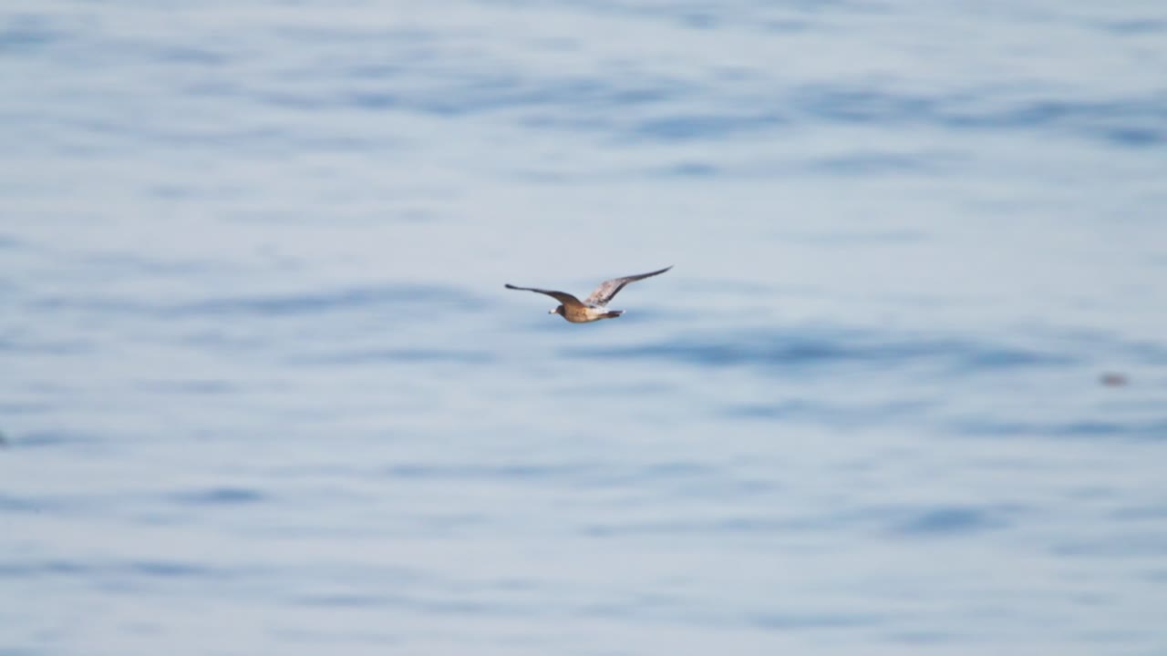 Flying bird above the calm sea water, natural movement and serenity in motion