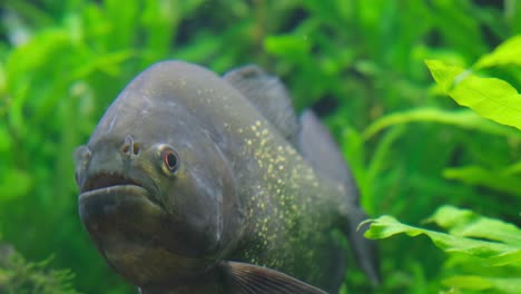 pirañas en el acuario