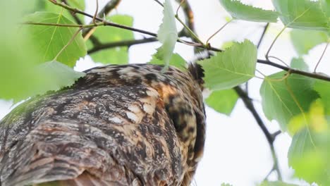 eurasian eagle owl, bird in tree foliage, looking at camera, low angle close up