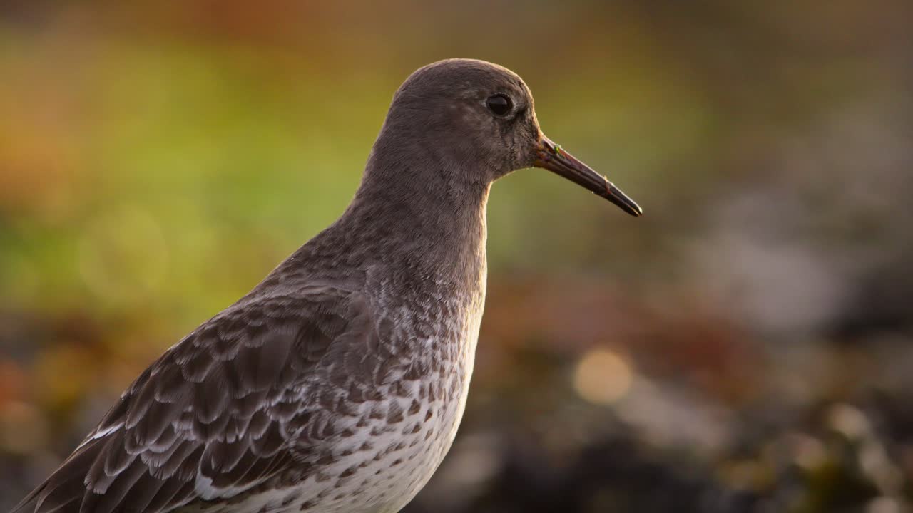 Vista di profilo di un grazioso piovanello violetto (Calidris maritima) sulla costa, primo piano