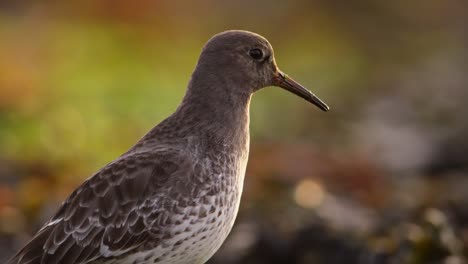 vista de perfil de la linda calidris maritima en la costa, en primer plano