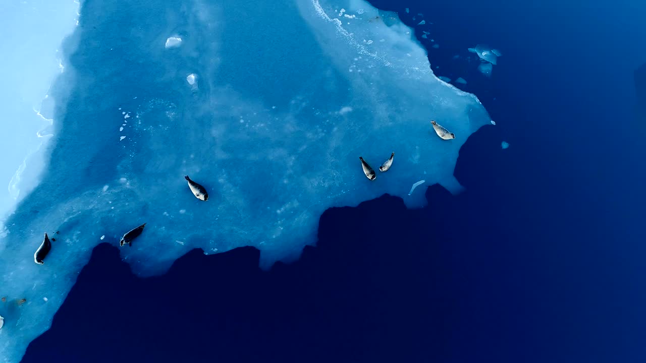 아이슬란드의 하 얼음 위에 있는 해파리 위의 공중 풍경. 해파리들은 푸른 바다 에 있습니다.