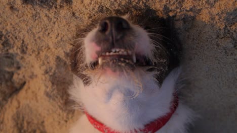 Primer-Plano-De-La-Cara-De-Un-Perro-Exhausto-Tendido-De-Espaldas-En-La-Arena,-Tiro-De-Arriba-Hacia-Abajo-De-Una-Mascota-Cansada-En-La-Playa