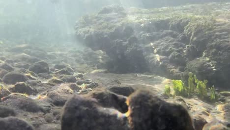 diving in the pacific coast of costa ria in the province of guanacaste nearby