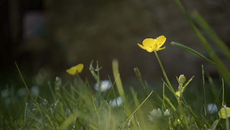 Dramatischer-Schub-Zu-Gelber-Blume-Im-Feld,-Wenn-Schatten-Vorbeiziehen,-Makro-Zoom