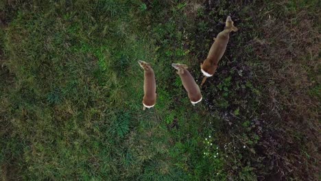 aerial birdseye view at three european roe deer standing on the green agricultural field, overcast autumn day, medium tracking top down drone shot