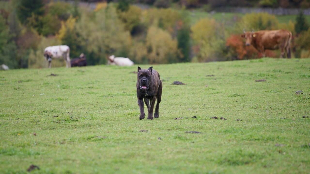 Bulldog marrone che cammina nel campo verde