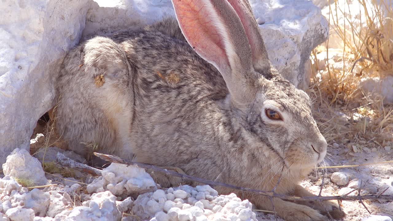 An alert African scrub hare rabbit with very large ears sits on the ground 1