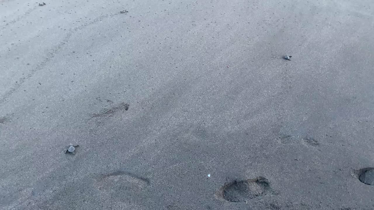 Rilascio di tartarughe marine appena nate sulla spiaggia di Goa Cemara in Indonesia.