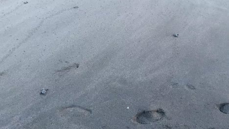 turtle hatchling release on goa cemara beach in indonesia