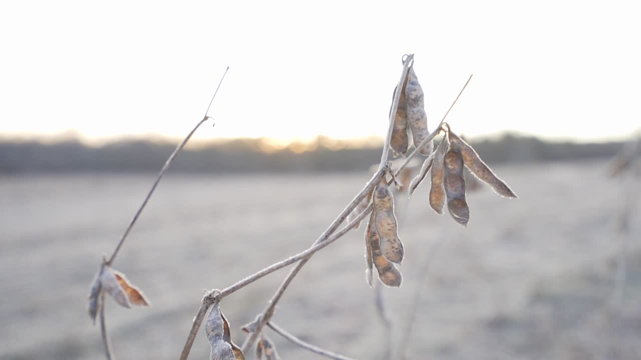 Soybeans that were missed in the harvest standing in a field and frozen in the morning light