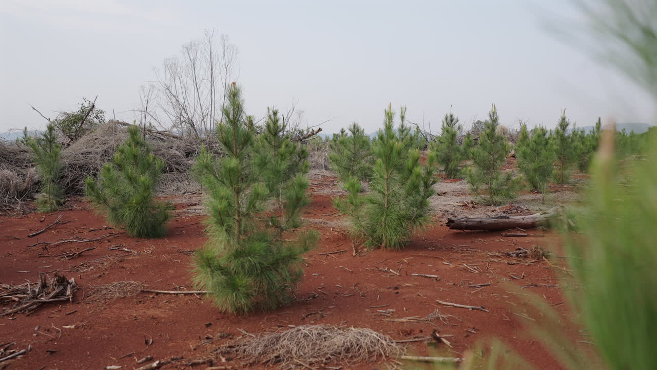Closeup at pine plantation, afforestation of small pinus trees, wood industry landscape