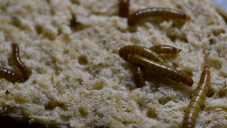 the mealworm is a species of darkling beetle used to feed pets like fish, snakes, birds, and frogs