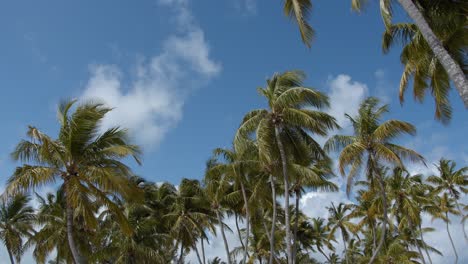 palm, trees blow in the wind