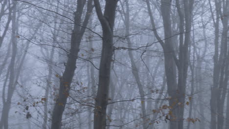 the hidden owl of the misty forest takes graceful flight through the leafless trees in the background, in transylvania, romania