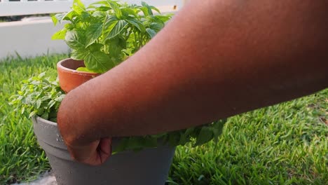 Pruning-fresh-oregano-out-of-the-pot