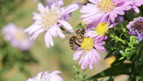 Nahaufnahme-Einer-Honigbiene,-Die-In-Zeitlupe-Um-Blumen-Fliegt