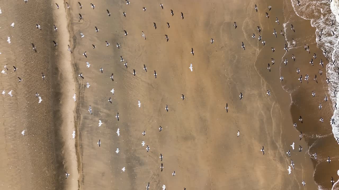 네덜란드의 해변 위로 날아가는 거대한 갈매기 무리를 보여주는 아름다운 영화 공중 드론 샷
