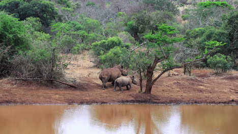 Eine-Mutter-Und-Ihr-Junges-Breitmaulnashorn-Laufen-An-Einem-Schlammigen-Teich-Entlang