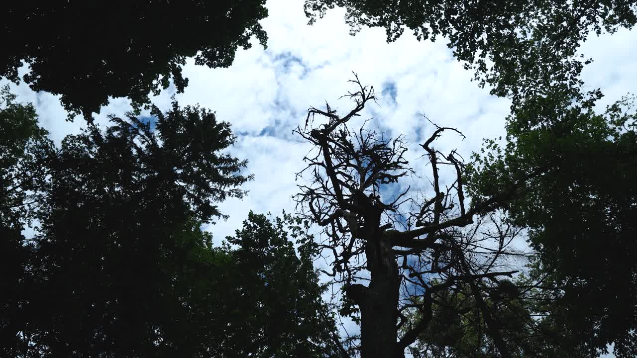 비알로비에자 국유림 폴란드의 거대한 나무들 사이의 하늘