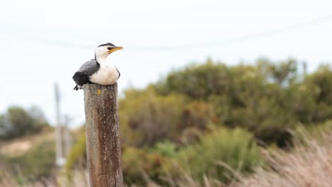 a bird perched on a wooden post