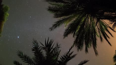 Palm-Tree-Star00