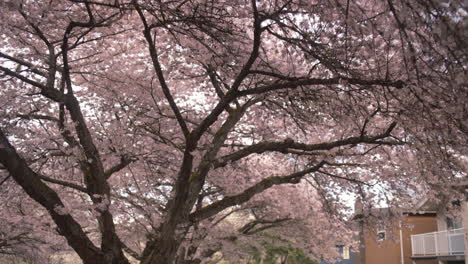 Woman-walks-on-sidewalk-under-Cherry-blossom-trees