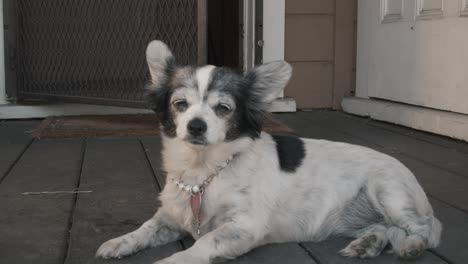 a small tired chihuahua dog lying and looking out of the backyard doorway into the distance