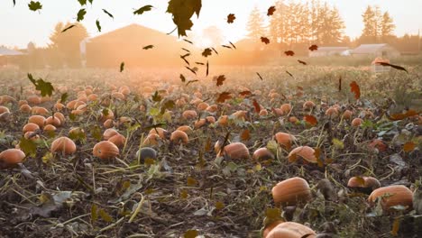 digital composite video of autumn leaves moving against pumpkin patch in background