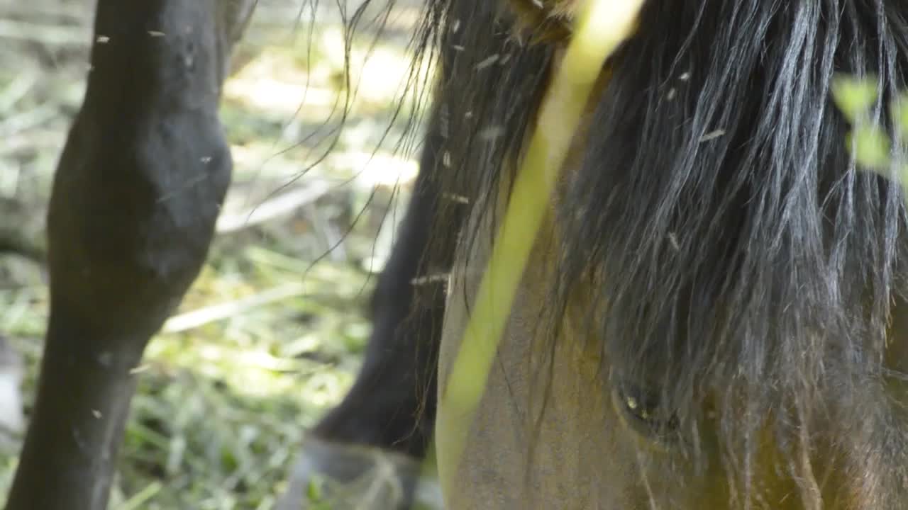 vista de cerca de la cabeza de caballo y moscas volando, slomo