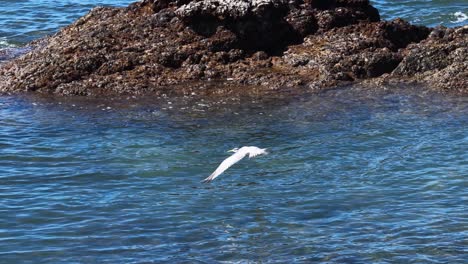 a greater crested tern perches on a rock before gracefully flying over the coastal waters of port douglas, australia