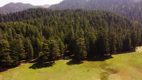 Cedrus,-Cedro,-Es-Un-Género-De-árboles-Coníferos-De-La-Familia-De-Plantas-Pinaceae