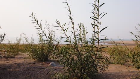 Plantas-Que-Crecen-En-Tierras-áridas---Toma-Panorámica