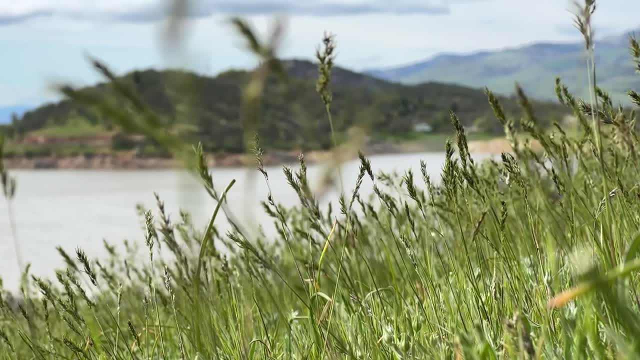 Under the blades of grass looking at a bokeh of Emigrant Lake.