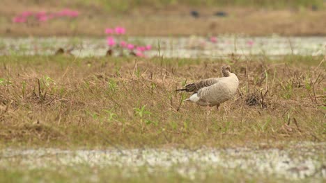 Greylag-Goose,-Anser-anser,-Bueng-Boraphet,-Nakhon-Sawan,-Thailand