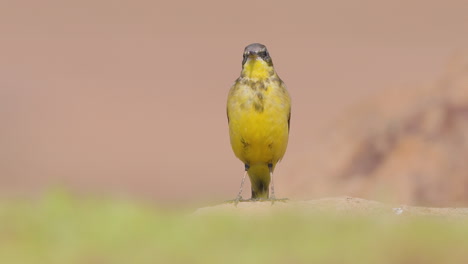 single yellow wagtail looking around at its surroundings in the morning breeze